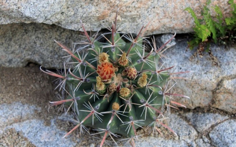  - Ferocactus Townsendianus