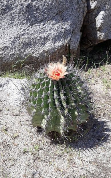  - Ferocactus Townsendianus