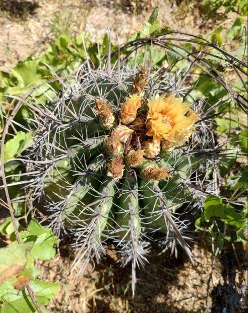  - Ferocactus Townsendianus