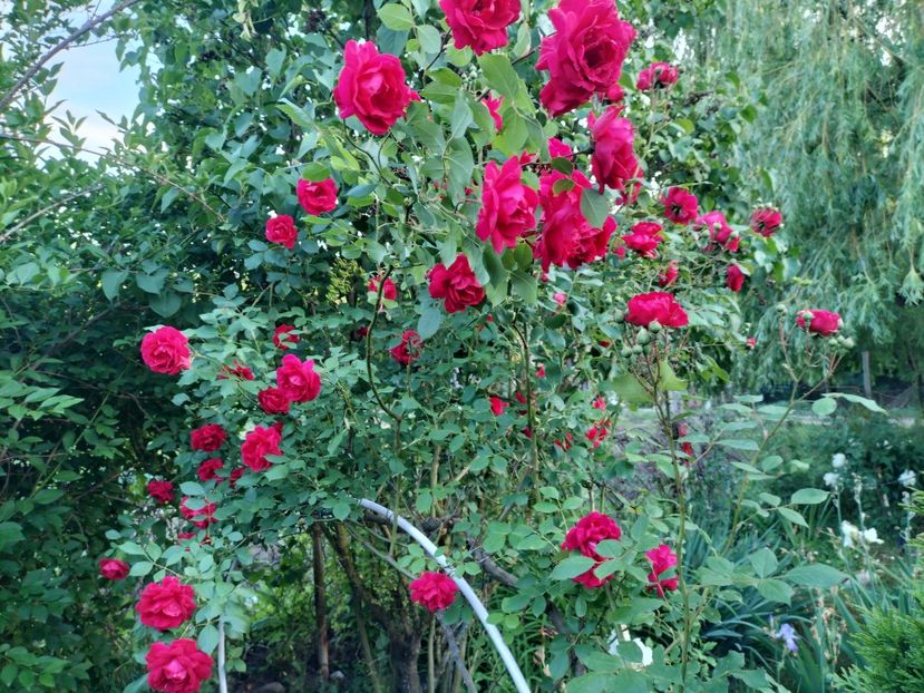 IMG20240525195829 - Primăvară 2024