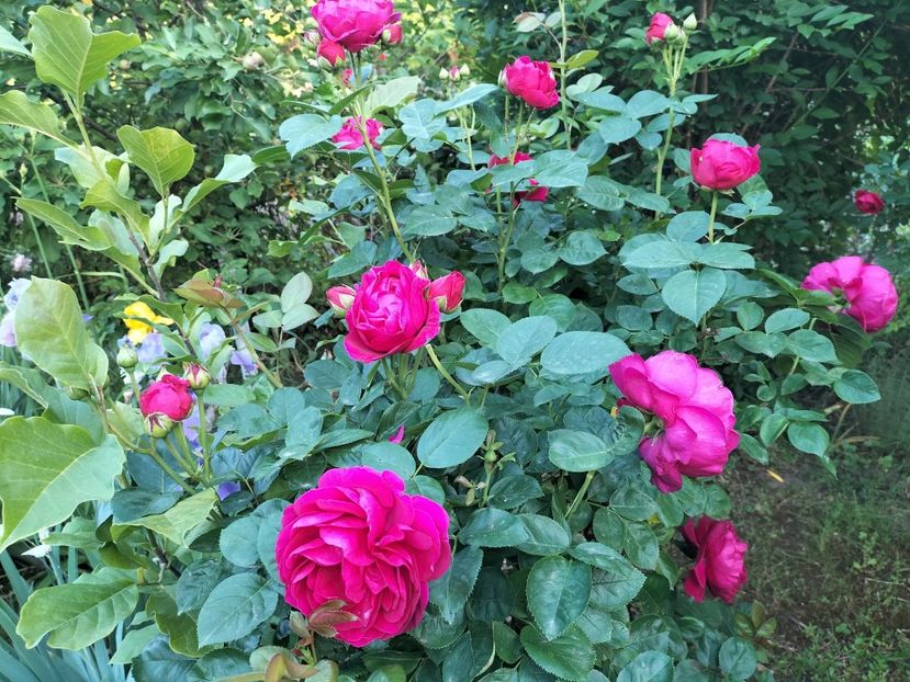 IMG20240525195824 - Primăvară 2024