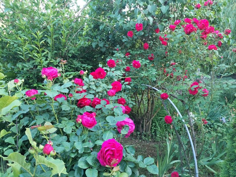 IMG20240525195803 - Primăvară 2024