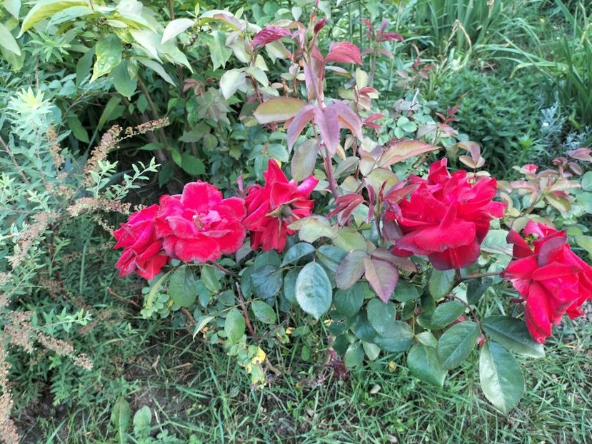 IMG20240525195747 - Primăvară 2024