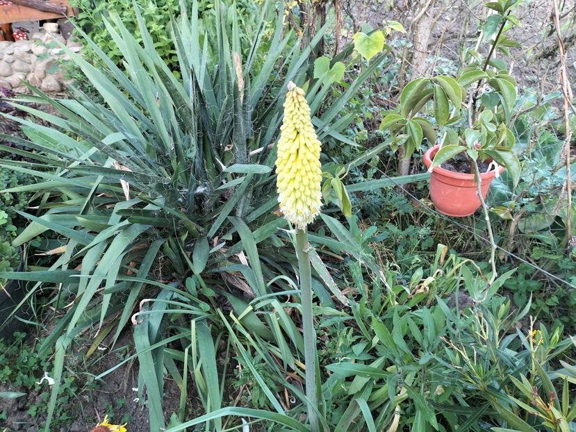 IMG20240525195704 - Primăvară 2024