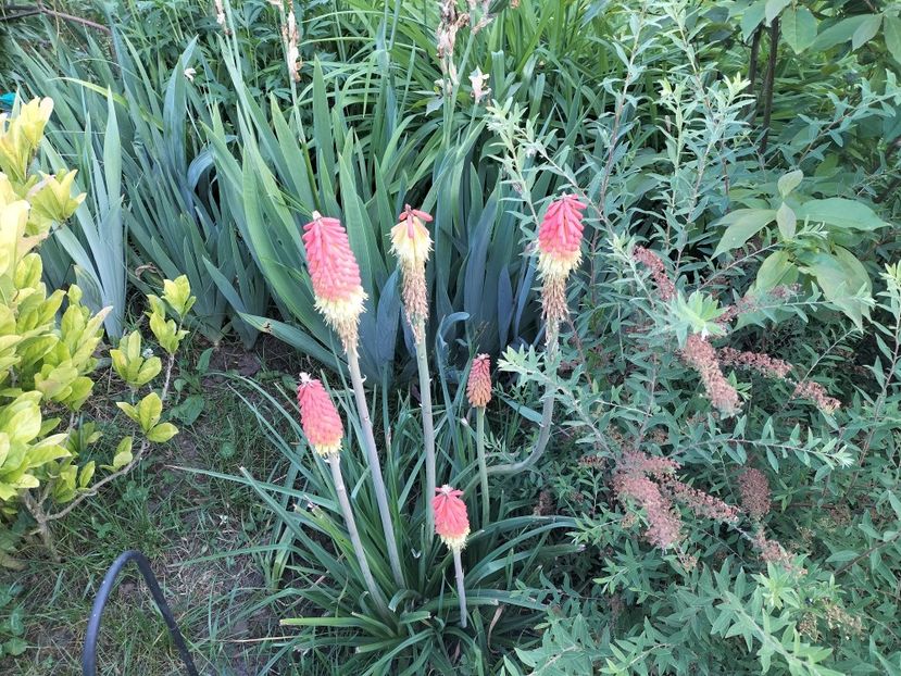 IMG20240525195652 - Primăvară 2024