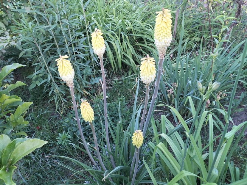 IMG20240525195642 - Primăvară 2024