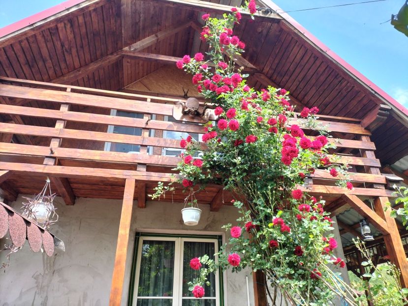 IMG20240523142555 - Primăvară 2024