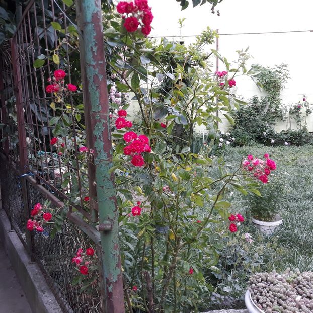 Mai , 2024  prima înflorire mai " serioasă " - Necunoscut deocamdată