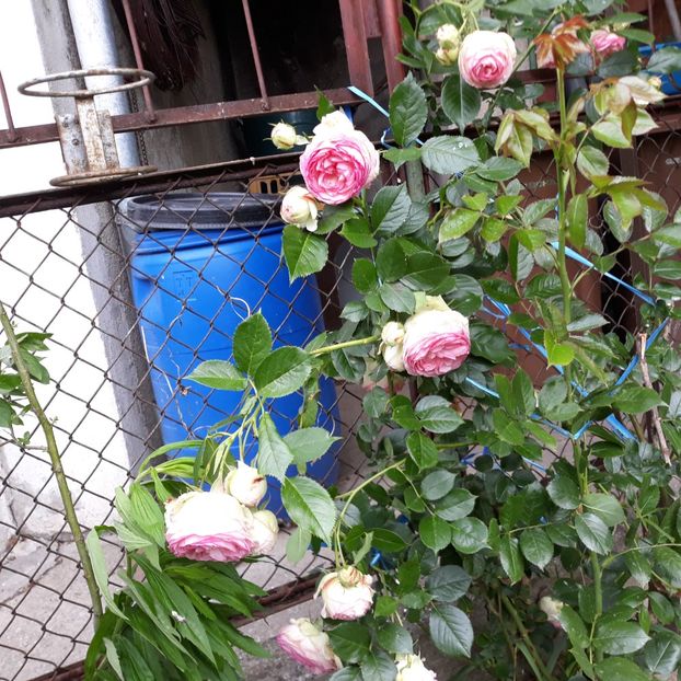 Mai, 2024 - Eden Rose