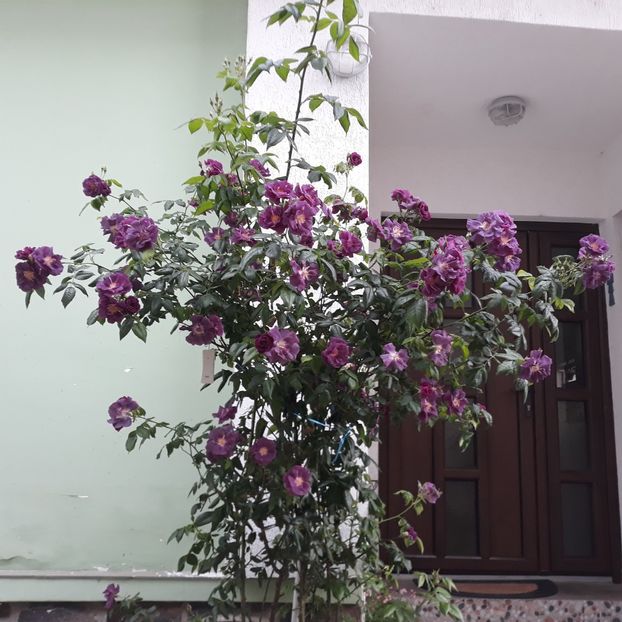 Mai, 2024 - Rhapsody in blue