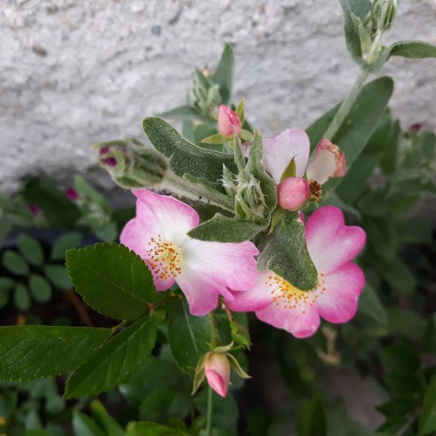 Mai , 2024 - Robe Fleurie iulie 2023