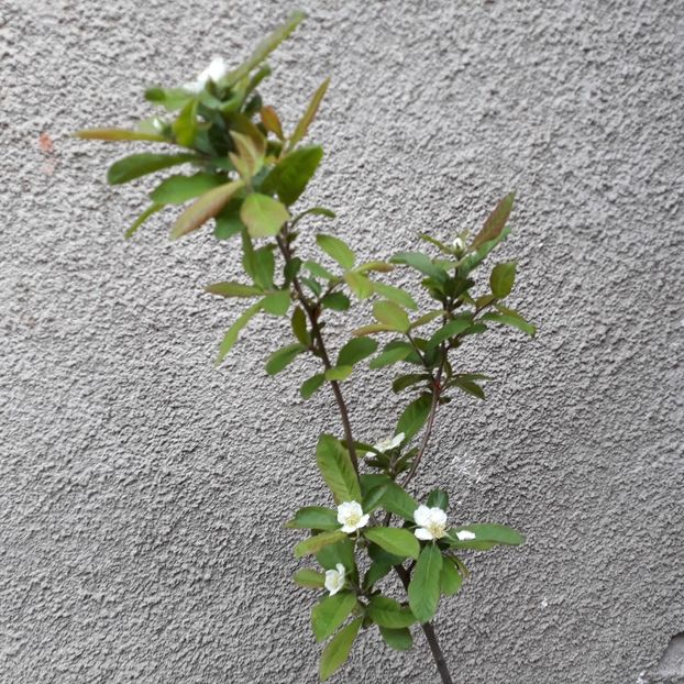 Aprilie, 2024 - Moșmon Mespilus germanica