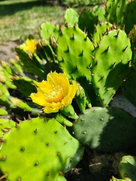 Opuntia hybr - Gradina si terasa PrimaLuce__11-Hello 2024