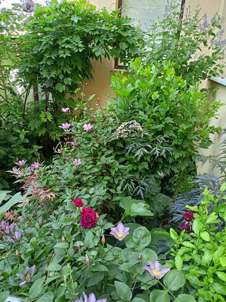  - Grădina 2024 continuare 3