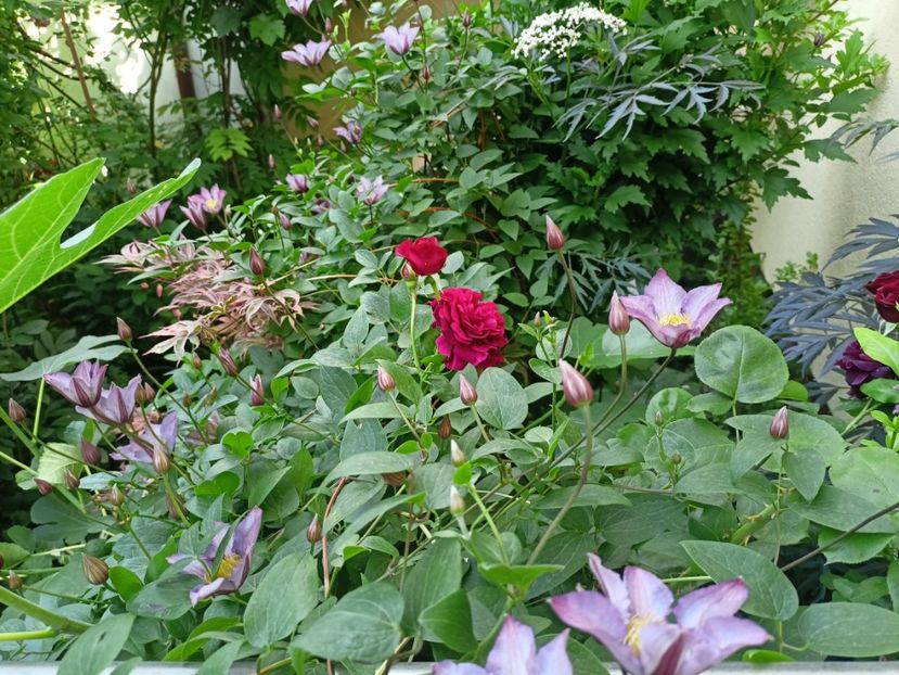  - Grădina 2024 continuare 3