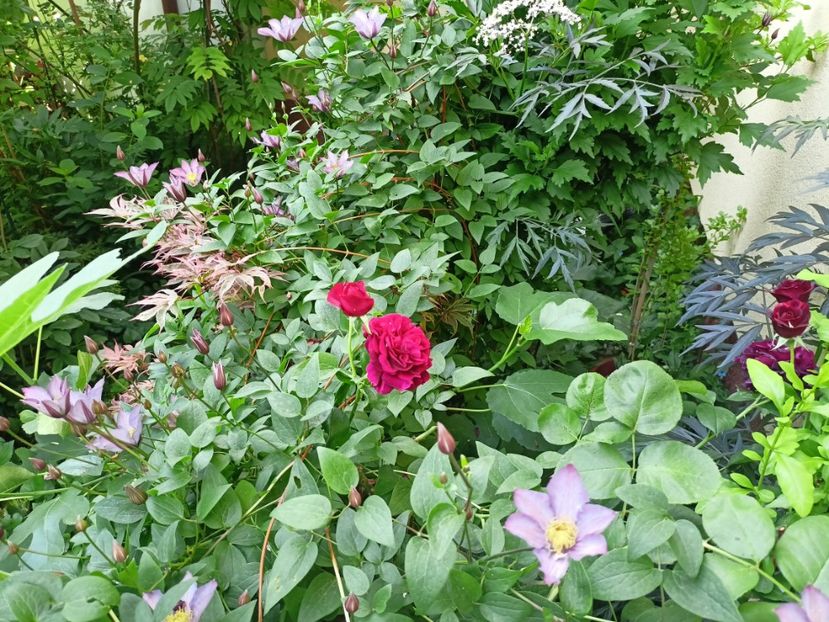  - Grădina 2024 continuare 3