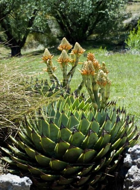  - Aloe Polycephala