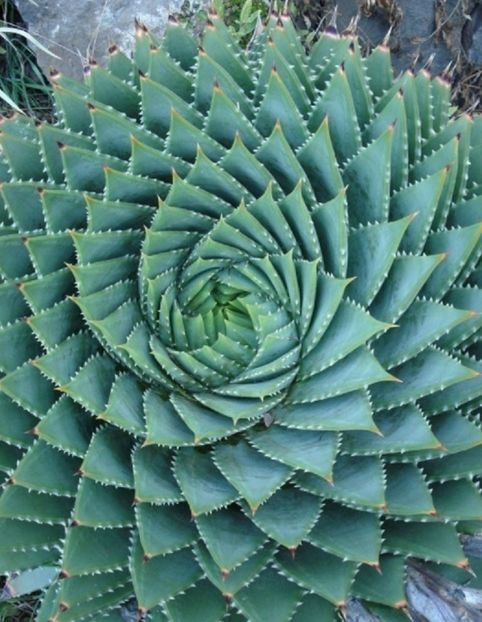  - Aloe Polycephala