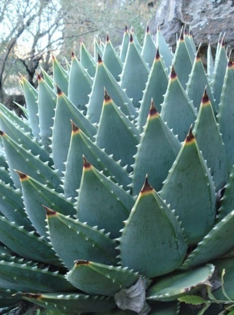  - Aloe Polycephala