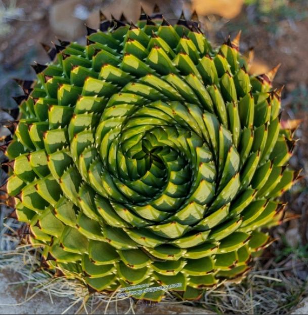  - Aloe Polycephala