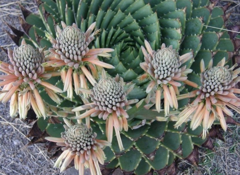  - Aloe Polycephala