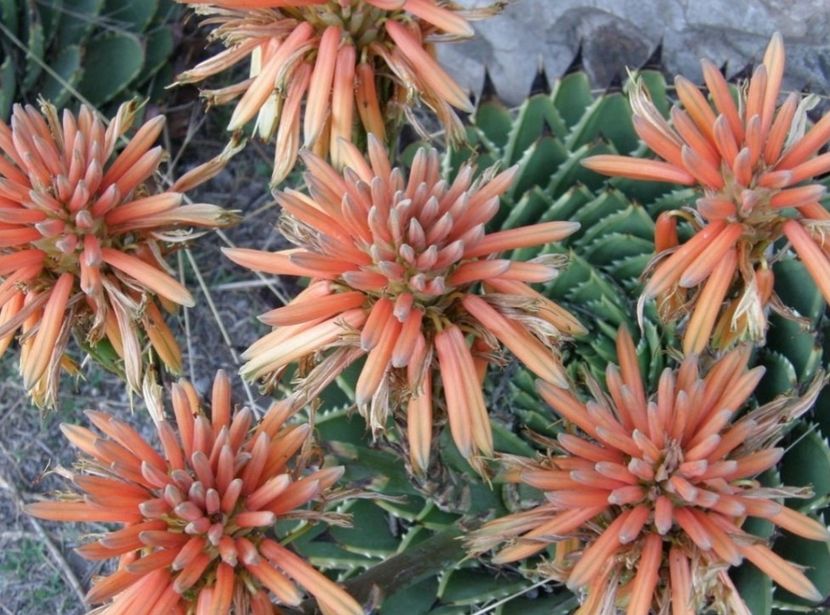  - Aloe Polycephala