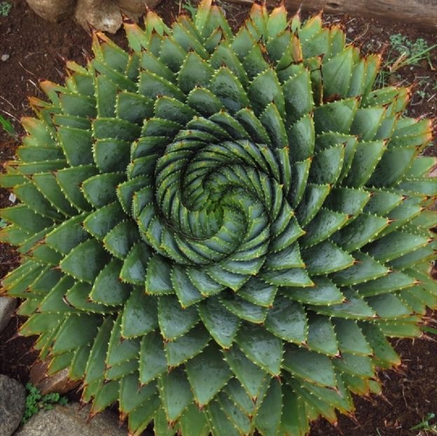  - Aloe Polycephala