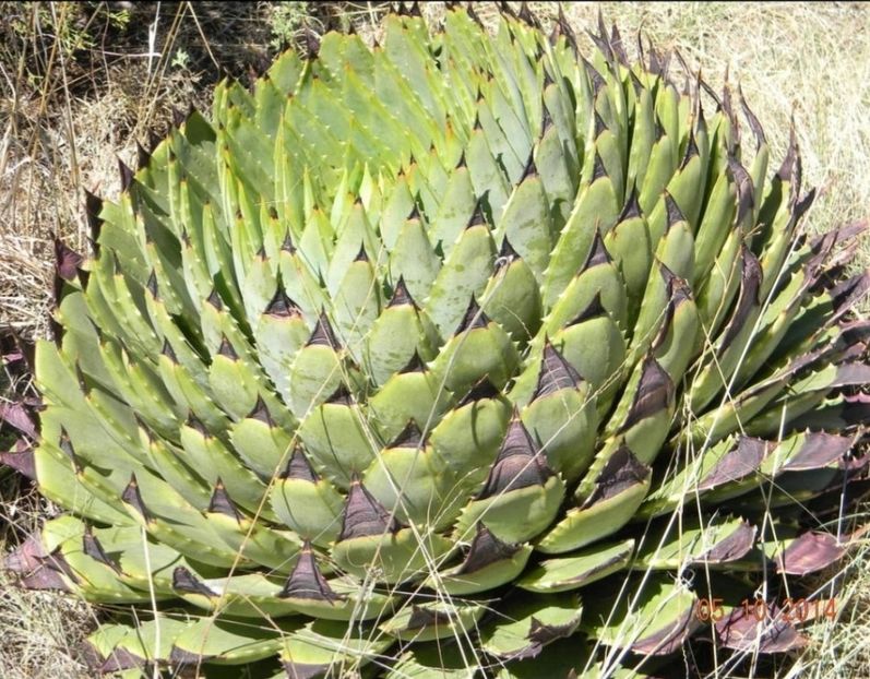  - Aloe Polycephala