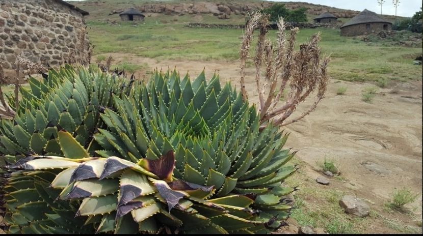  - Aloe Polycephala