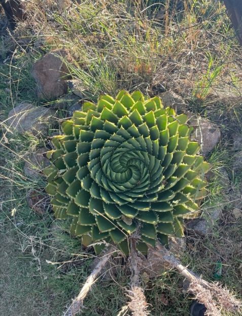  - Aloe Polycephala