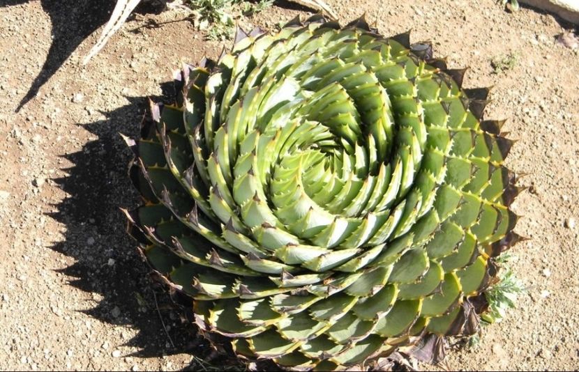  - Aloe Polycephala