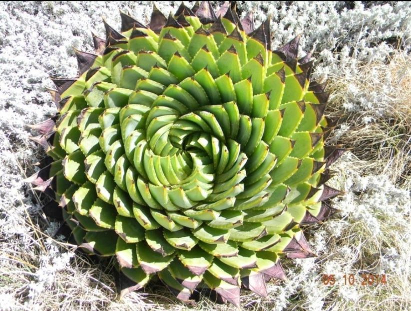  - Aloe Polycephala