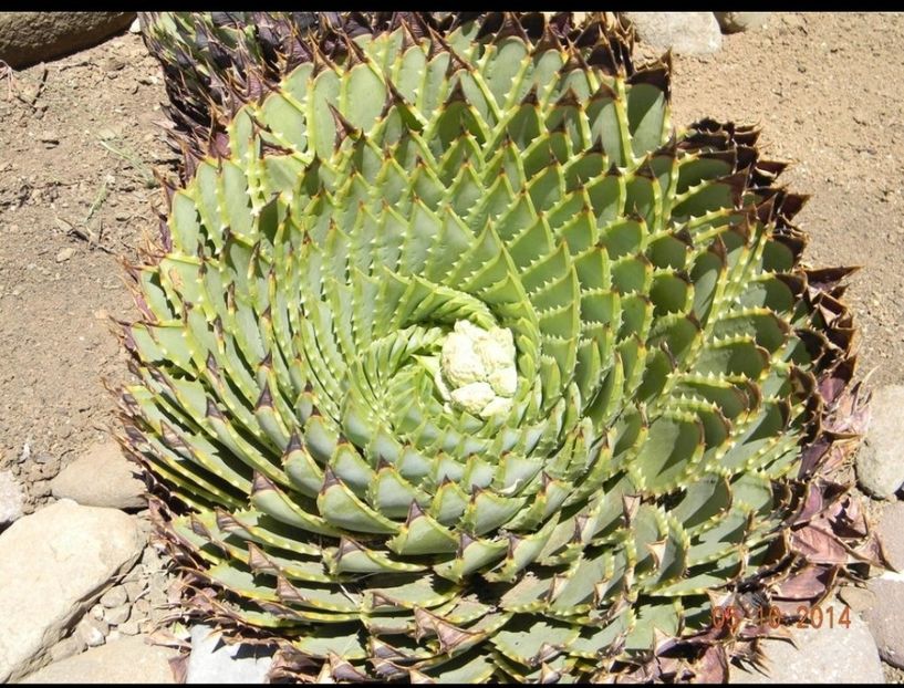  - Aloe Polycephala