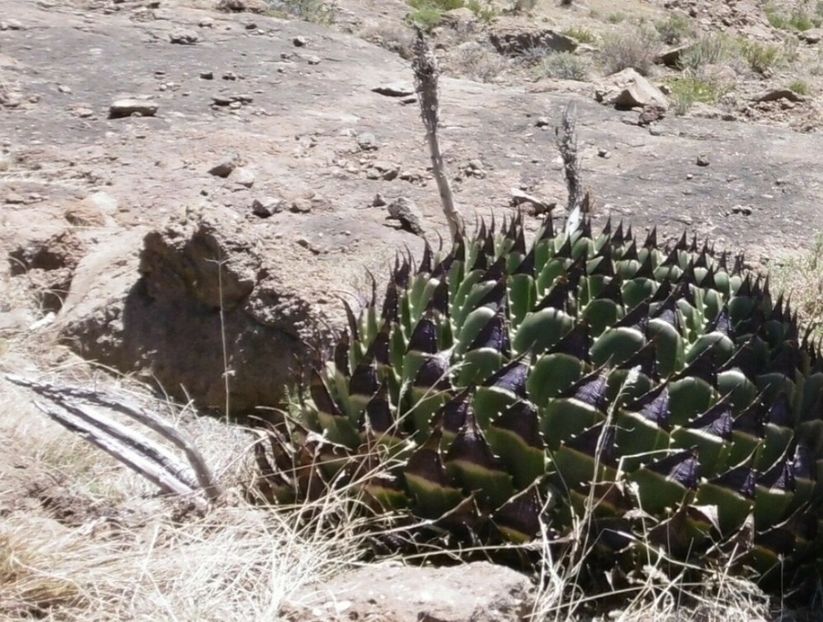  - Aloe Polycephala