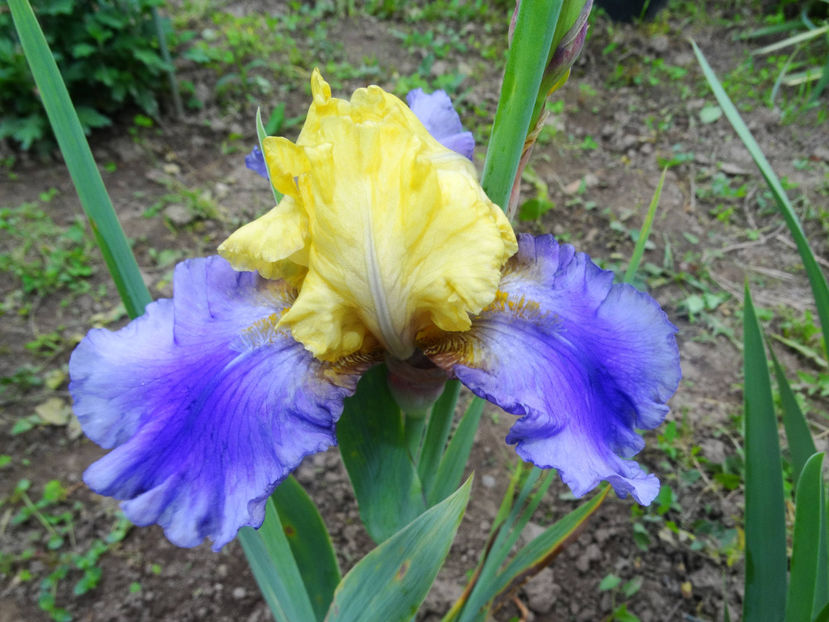 edith wolford - IRISI GERMANICA