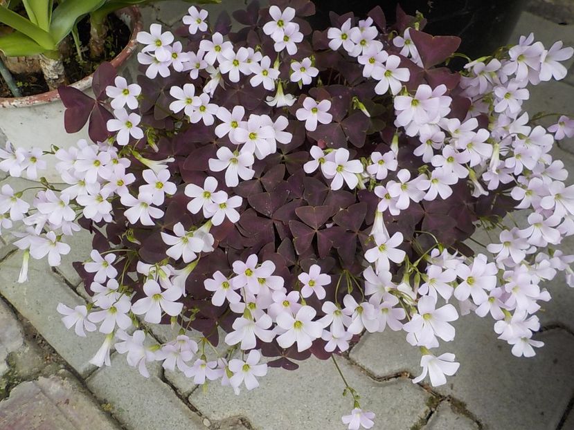  - oxalis triangularis
