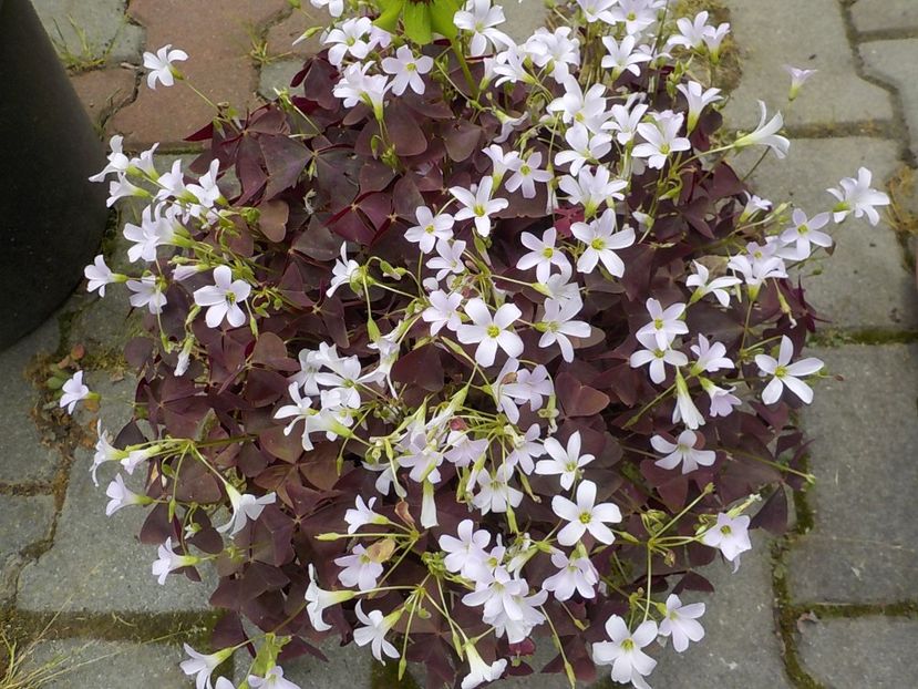  - oxalis triangularis