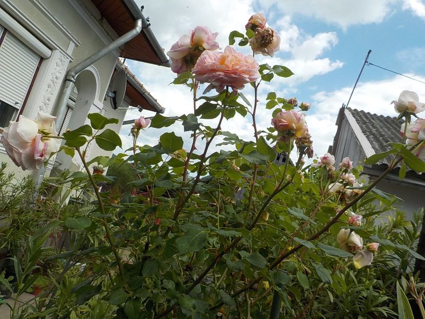  - abraham darby
