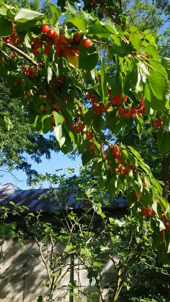 D495F499-5E91-43B5-B72B-DCF1DB07CE6A - Livada