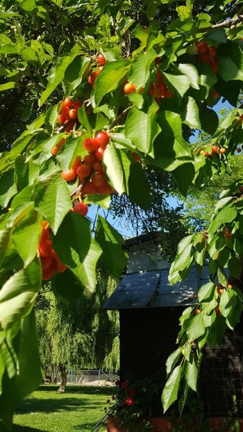 2B285E8A-D5C2-4728-BFA4-FE07A17095C6 - Livada