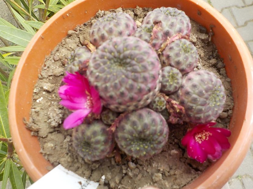  - rebutia rauschii-2019