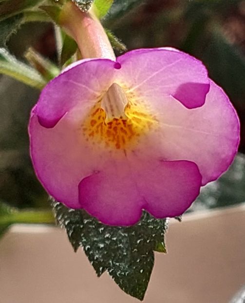  - ACHIMENES 2024