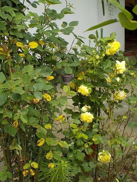 116168718 (1) - hppy child