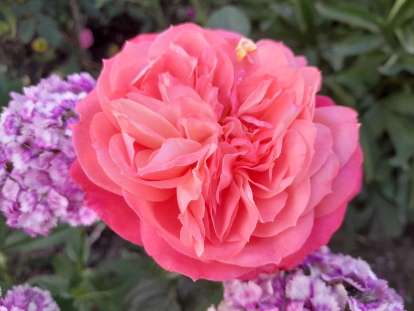 Emillian G. - 2024 trandafiri