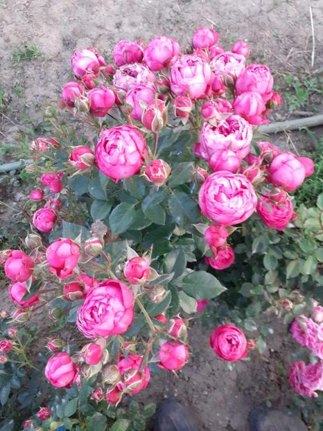  - king George I-floribunda Meilland