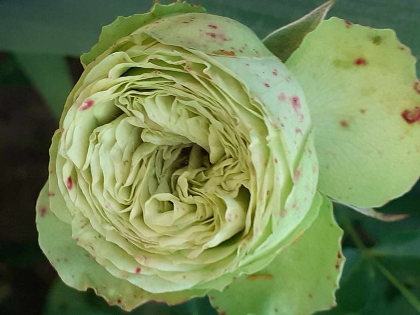  - Lovely Green - Prins din lastar!