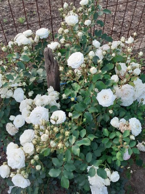  - Schekusschen floribunda-Kordes