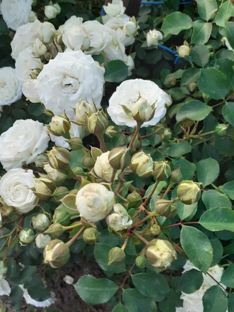  - Schekusschen floribunda-Kordes