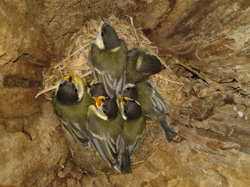  - AAAAAAA_CUIB PITIGOI MARE 2024