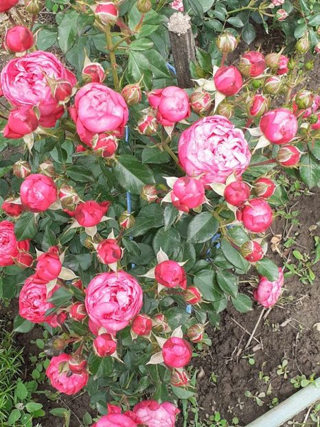  - king George I-floribunda Meilland